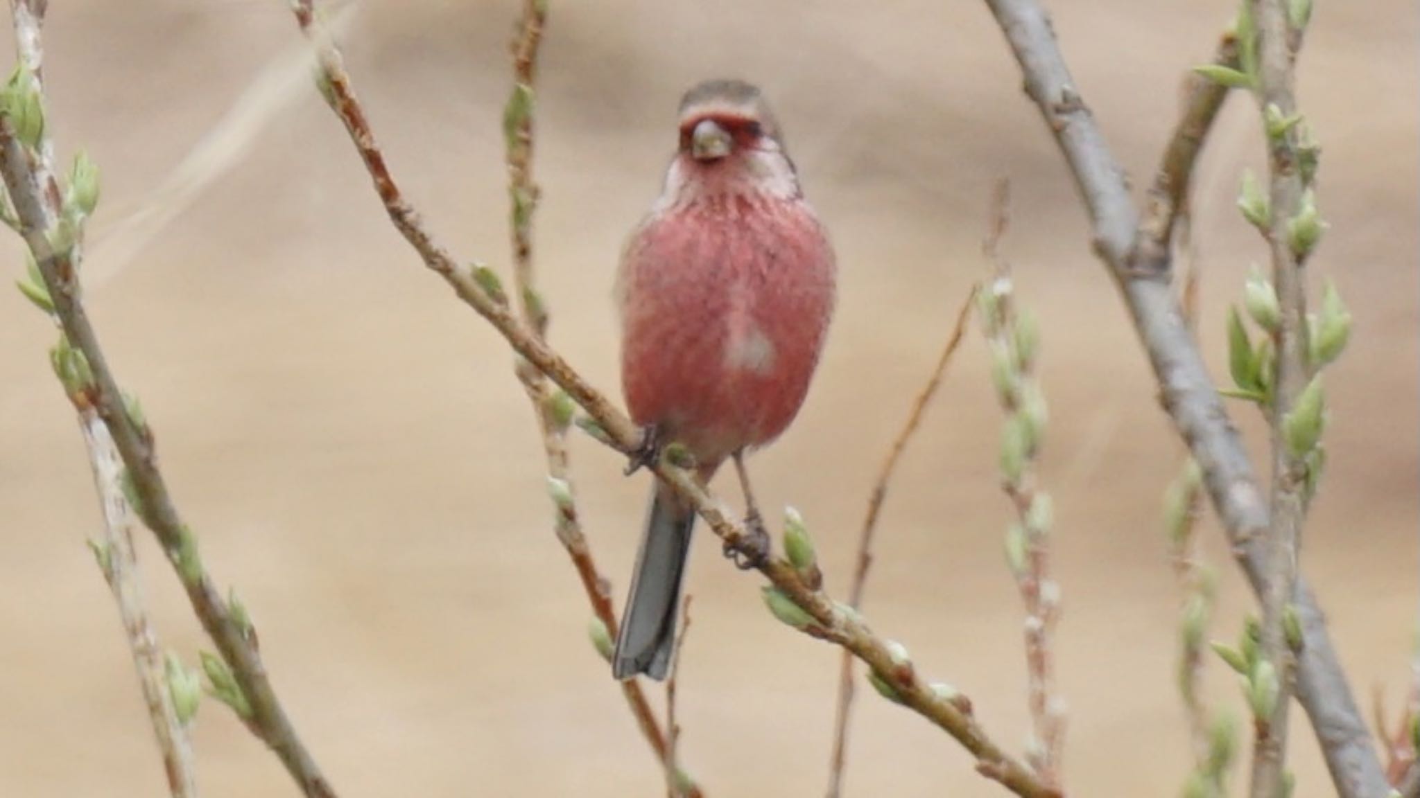 Siberian Long-tailed Rosefinch