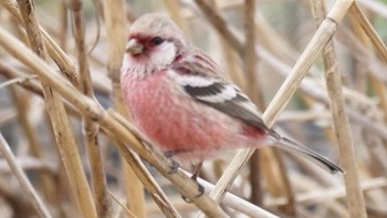 Fri, 3/12/2021 Birding report at 芝川第一調節池(芝川貯水池)