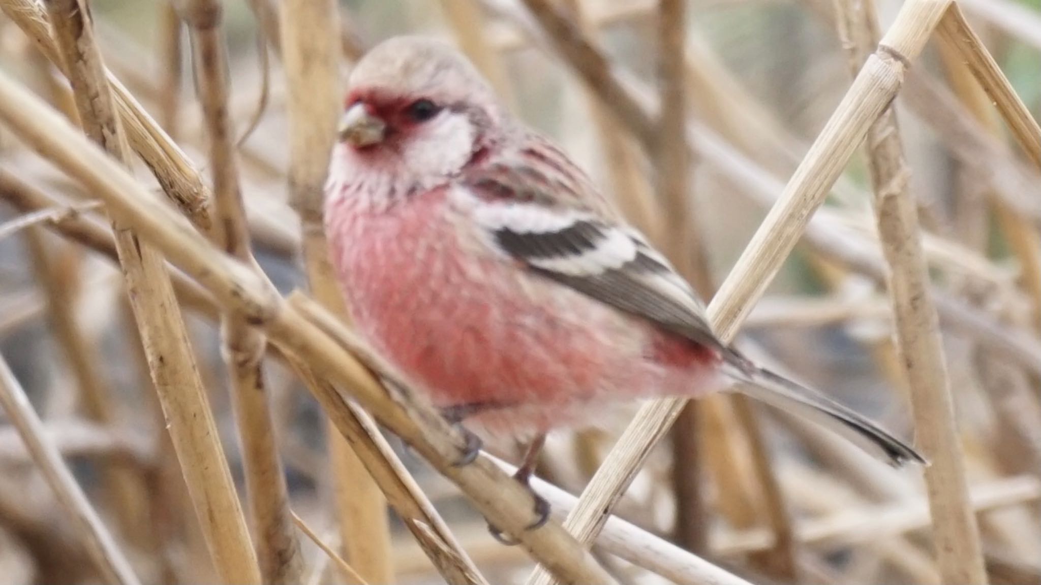 Photo of Siberian Long-tailed Rosefinch at 芝川第一調節池(芝川貯水池) by ツピ太郎