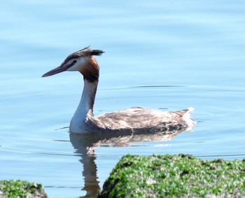 Great Crested Grebe 大井埠頭(大井ふ頭) Sat, 2/20/2021