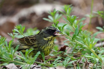 Masked Bunting Kyoto Gyoen Wed, 3/10/2021