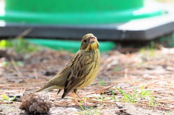 Masked Bunting Kyoto Gyoen Wed, 3/10/2021