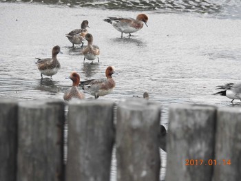 Eurasian Wigeon 千葉県　木更津市 Sat, 1/14/2017