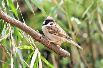 Eurasian Tree Sparrow Kyoto Gyoen Wed, 3/10/2021