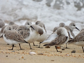 2021年3月12日(金) 安濃川河口の野鳥観察記録