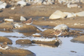 オジロトウネン 多摩川 2021年2月27日(土)