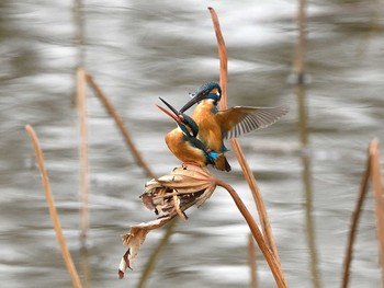 Common Kingfisher Unknown Spots Fri, 3/12/2021