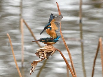 Common Kingfisher Unknown Spots Fri, 3/12/2021