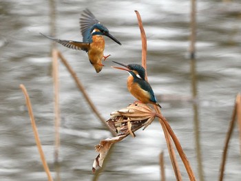 Common Kingfisher Unknown Spots Fri, 3/12/2021