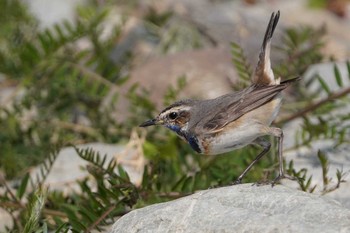 Bluethroat Unknown Spots Wed, 3/10/2021