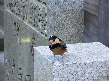 Varied Tit 金比羅山 Sat, 9/13/2014