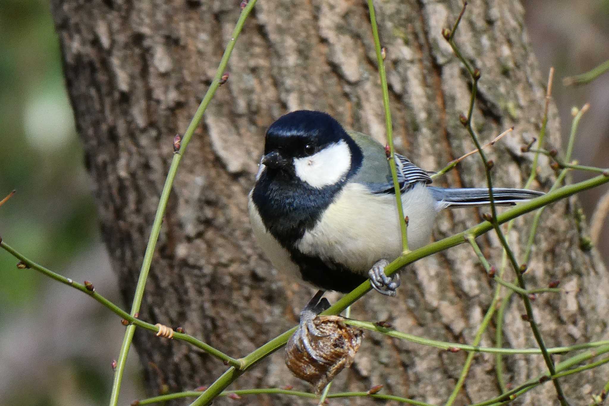 Photo of Japanese Tit at 赤羽自然観察公園 by Kirin-Kita