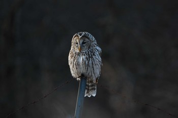 Ural Owl Unknown Spots Mon, 1/11/2021