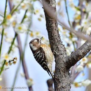 Japanese Pygmy Woodpecker 北山緑化植物園(西宮市) Wed, 3/10/2021