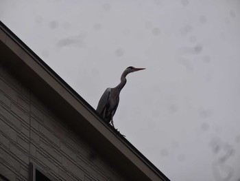 Grey Heron 住吉大社 Fri, 3/12/2021