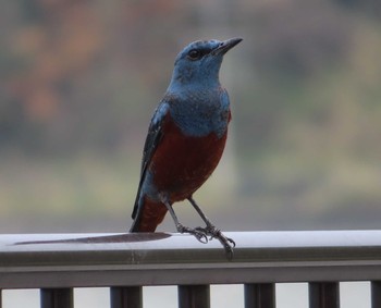 Blue Rock Thrush Kunigamison Fri, 3/12/2021