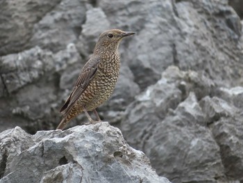 Blue Rock Thrush Kunigamison Fri, 3/12/2021