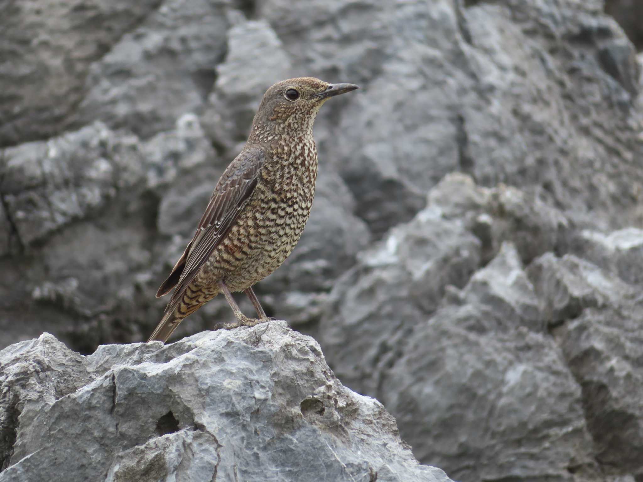 Photo of Blue Rock Thrush at Kunigamison by ゆ