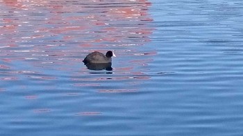 オオバン 環水公園 2017年1月28日(土)