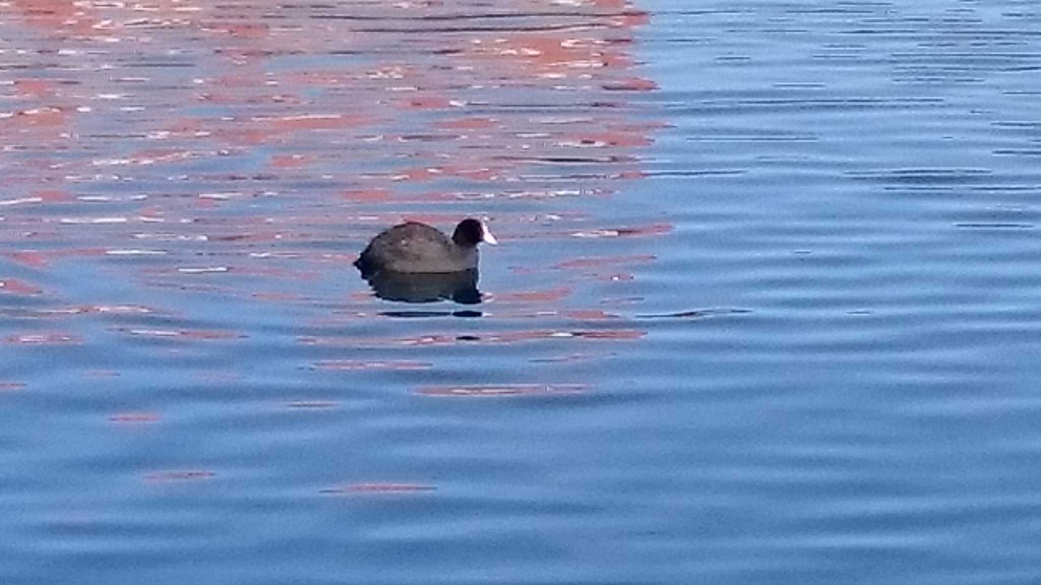 環水公園 オオバンの写真 by nari