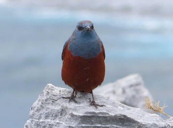 Blue Rock Thrush Kunigamison Fri, 3/12/2021