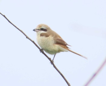 Brown Shrike(lucionensis) Kunigamison Fri, 3/12/2021