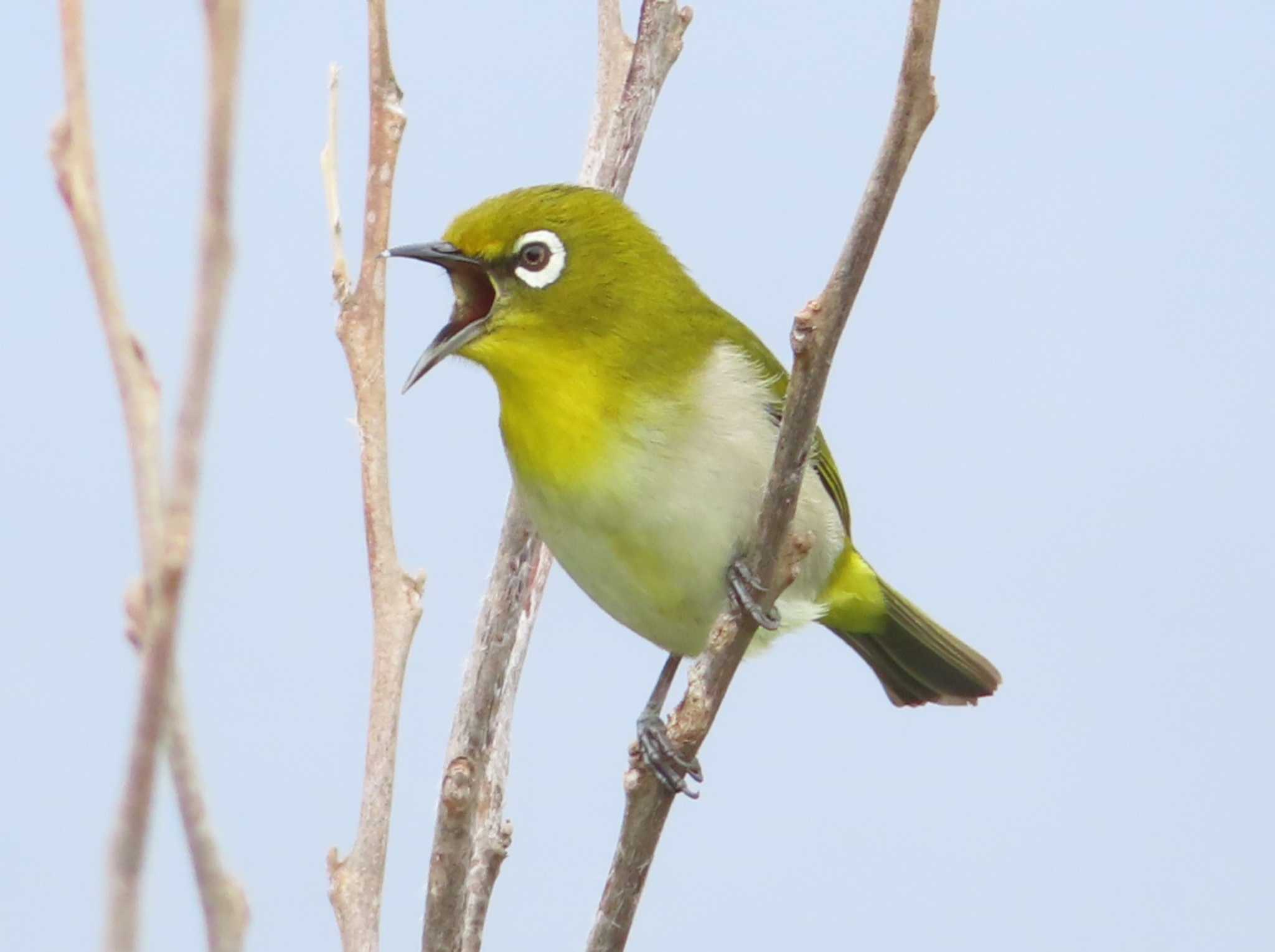 Japanese White-eye(loochooensis)