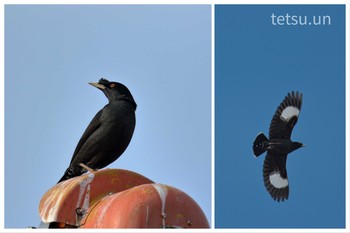 Crested Myna 伊丹空港 Thu, 3/11/2021