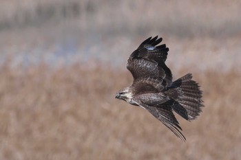 Eastern Buzzard 大阪市 Mon, 1/4/2021