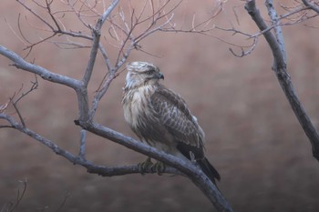 Eastern Buzzard 大阪市 Sat, 1/16/2021