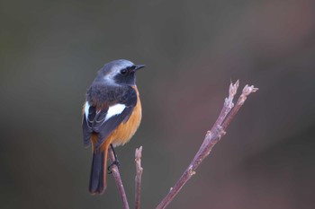 Daurian Redstart 西宮市 Sat, 12/26/2020