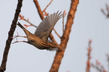 Olive-backed Pipit 吹田市 Sun, 12/6/2020