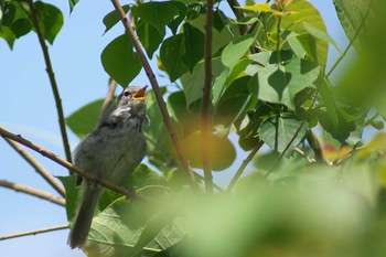 Japanese Bush Warbler 摂津市 Sat, 5/23/2020