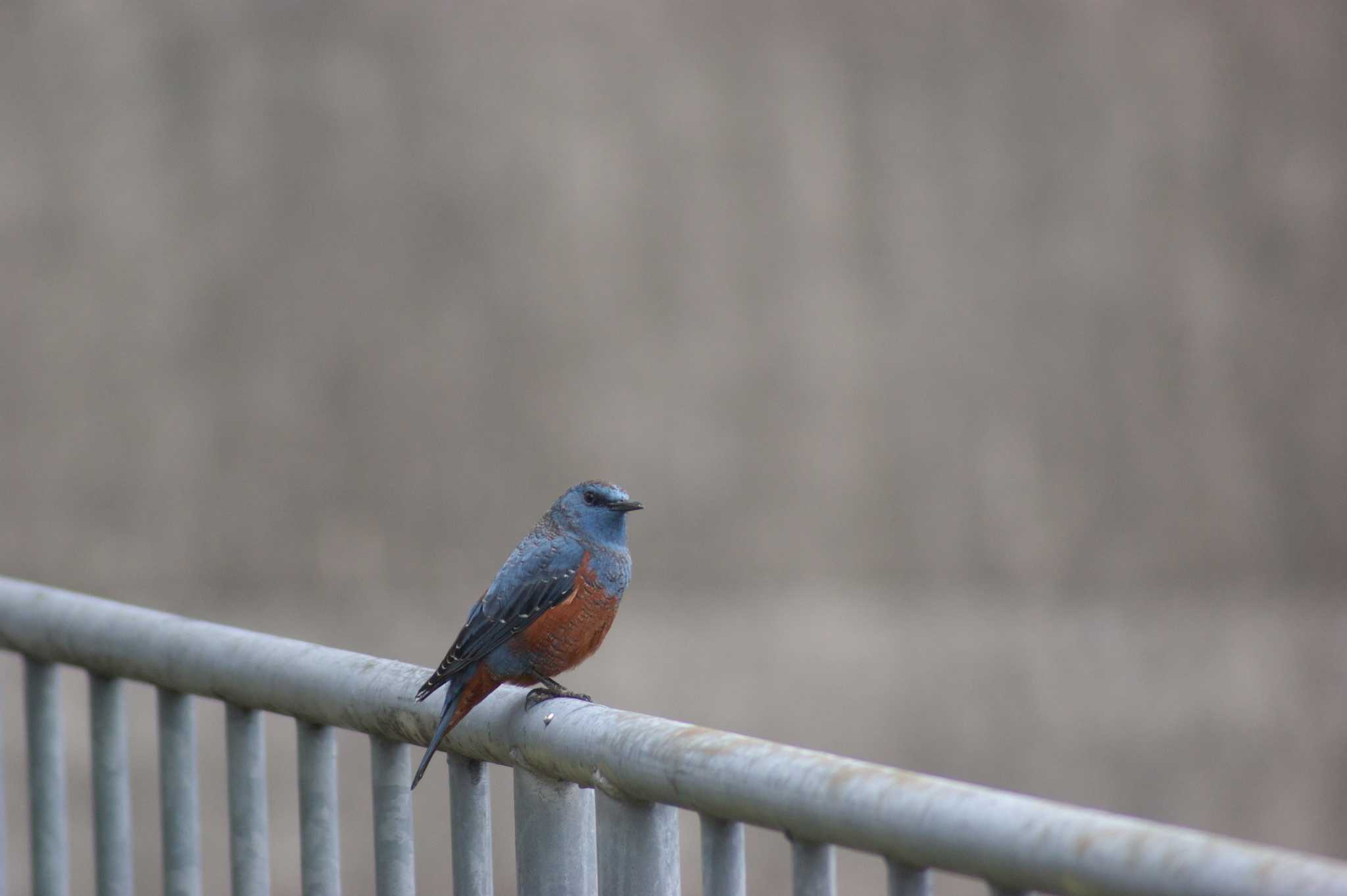 Photo of Blue Rock Thrush at 川西市 by img.tko.pict