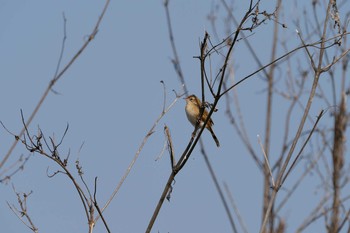 セッカ 岡山県 2021年2月21日(日)