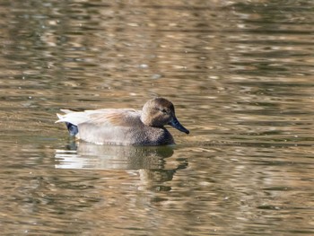 オカヨシガモ 都立浮間公園 2021年1月31日(日)