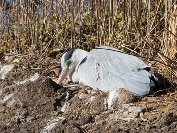 アオサギ 都立浮間公園 2021年1月31日(日)