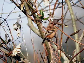 Siberian Long-tailed Rosefinch 愛知県 Sun, 1/29/2017