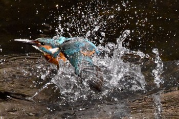 カワセミ 練馬区 2021年3月11日(木)