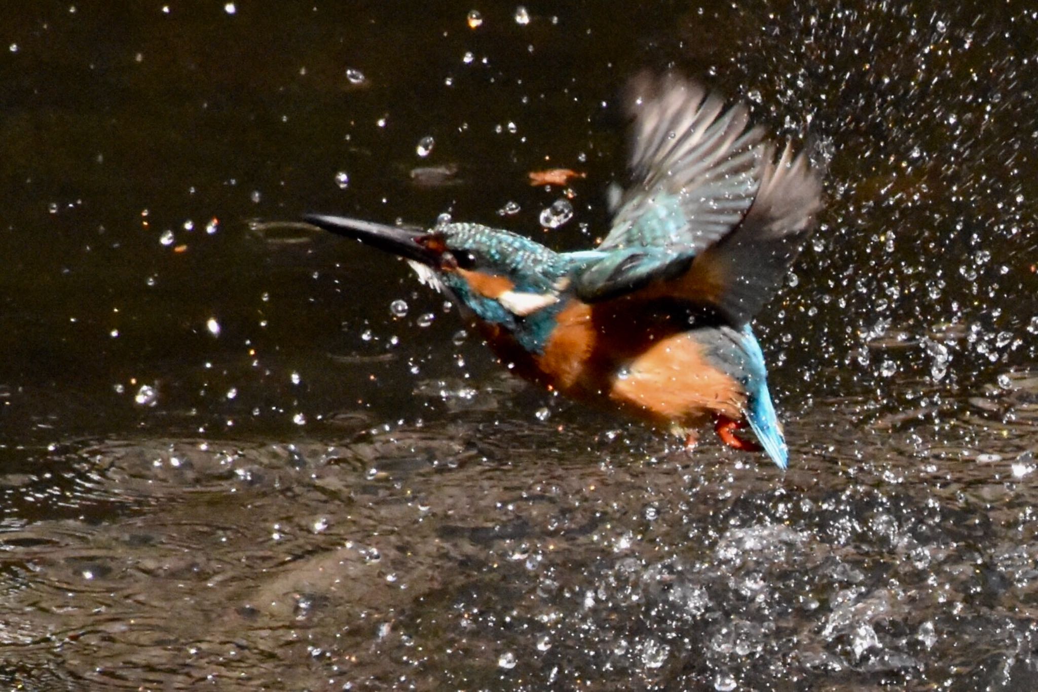 練馬区 カワセミの写真 by 遼太