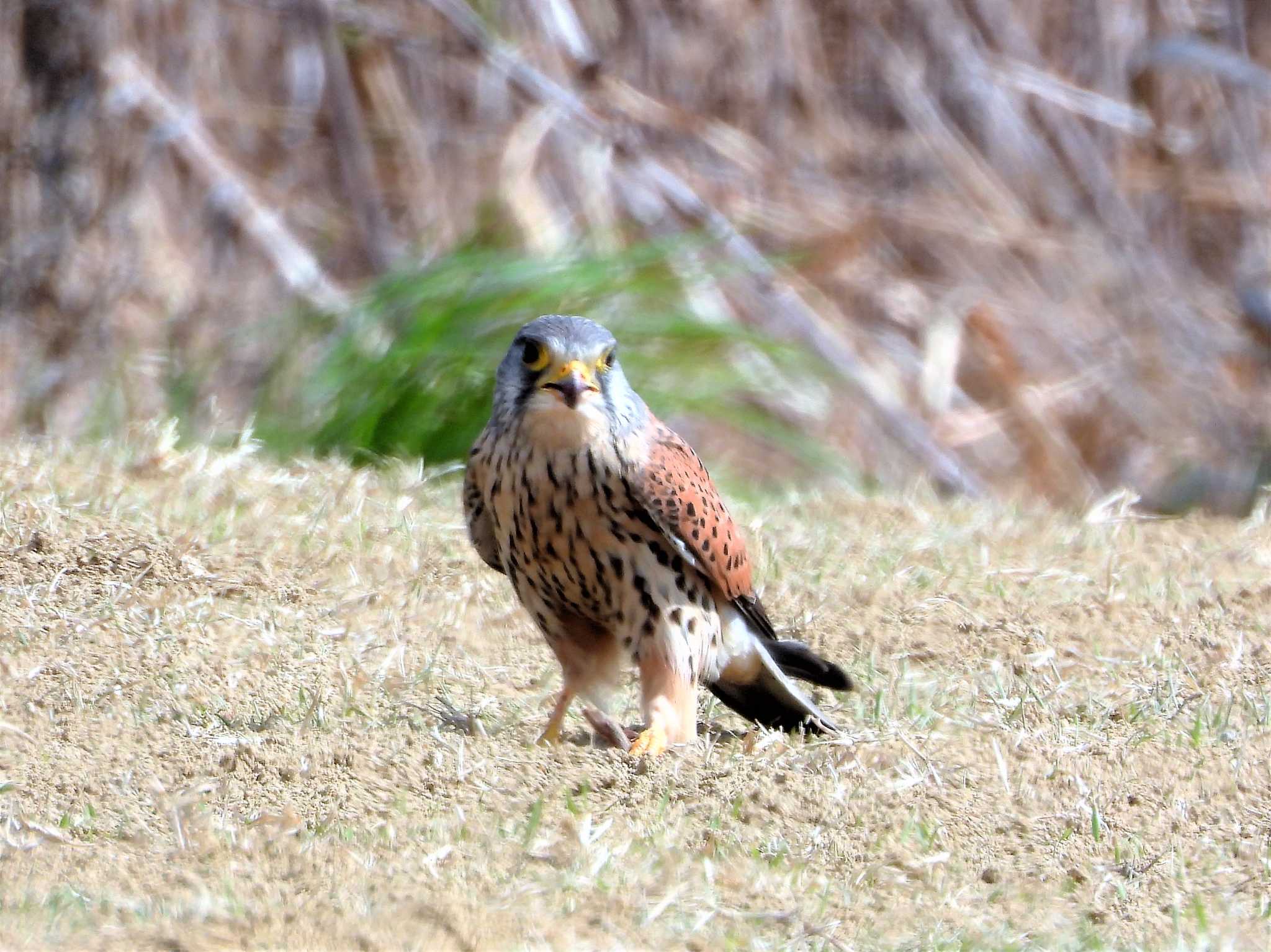 Photo of Common Kestrel at 淀川河川敷 by しんさん