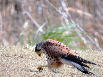 チョウゲンボウ 淀川河川敷 2021年3月10日(水)