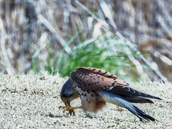 チョウゲンボウ 淀川河川敷 2021年3月10日(水)