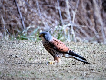 チョウゲンボウ 淀川河川敷 2021年3月10日(水)