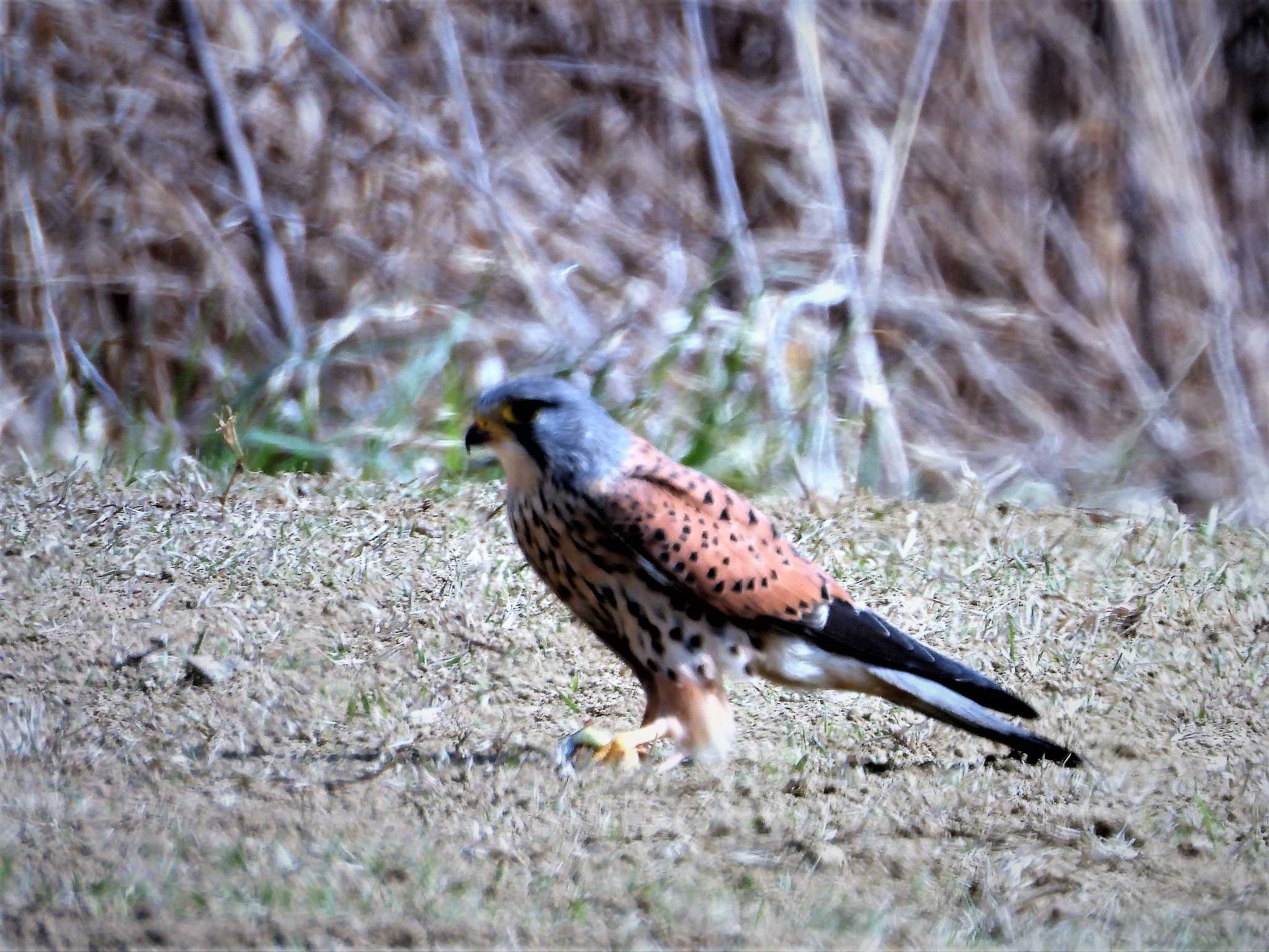 チョウゲンボウ