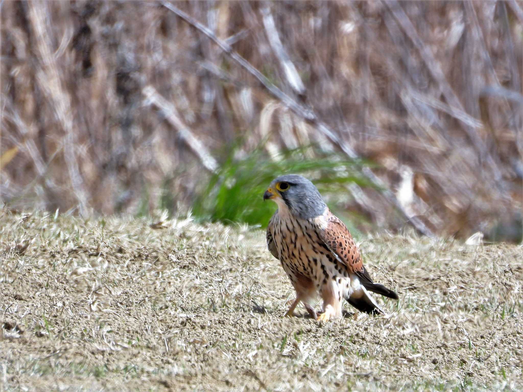 Common Kestrel