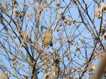 Siberian Long-tailed Rosefinch 愛知県 Sun, 1/29/2017