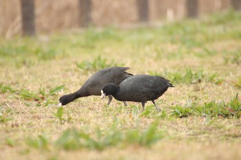 オオバン 守谷城址公園 2021年3月6日(土)