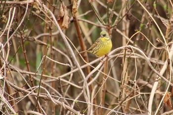 アオジ 守谷野鳥のみち 2021年3月6日(土)