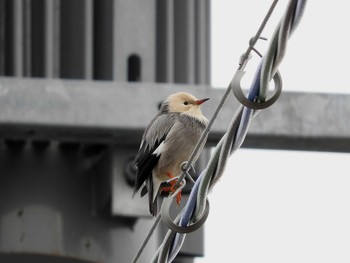 Red-billed Starling 愛知県 Sun, 1/29/2017